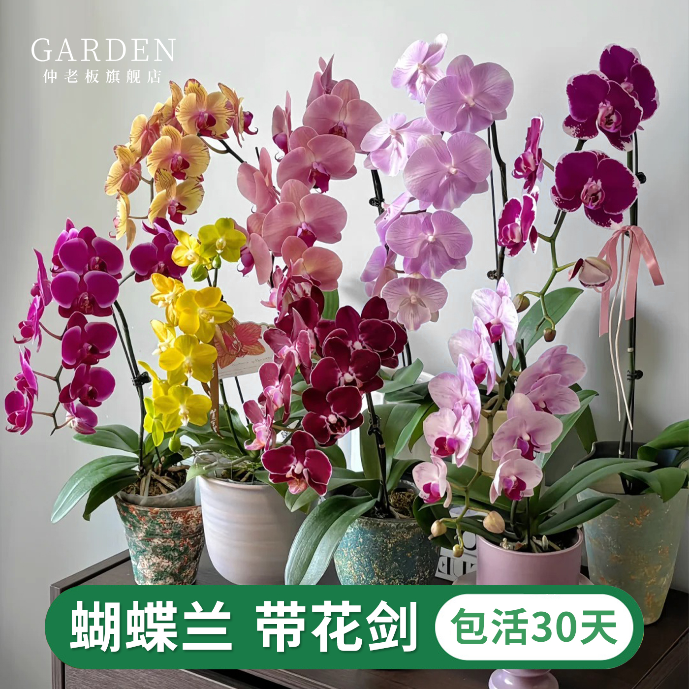 蝴蝶兰花苗带花剑带花苞盆栽年宵花大苗客厅室内植物花卉四季好养