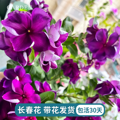 长春花盆栽带花发货四季观花植物