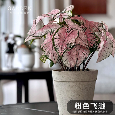 粉色飞溅彩叶芋网红ins绿植盆栽