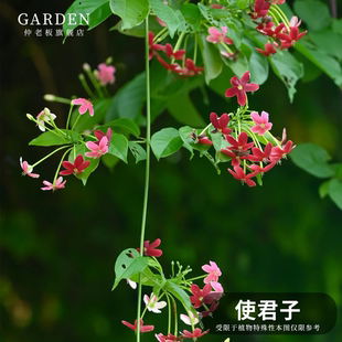 使君子花苗爬藤植物室内外重瓣藤类攀爬花卉阳台围墙花水君子花苗