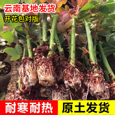 月季花苗蔷薇爬藤四季浓香扦插苗