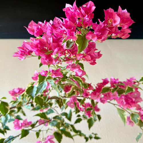 多色三角梅盆栽苗爬藤庭院老桩苗