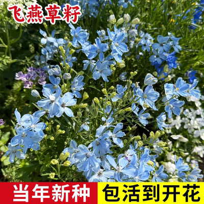 飞燕草籽户外阳台庭院盆栽花卉