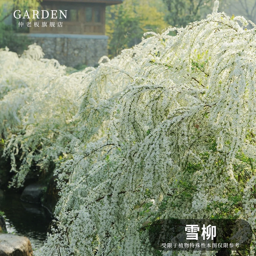 雪柳盆栽喷雪花苗水培笑颜