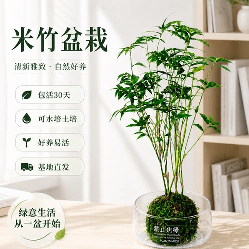 米竹盆栽苔藓凤尾竹室内观赏竹