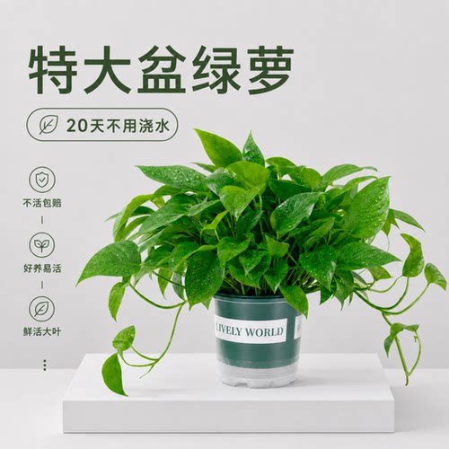 绿萝盆栽室内植物长藤大叶绿箩