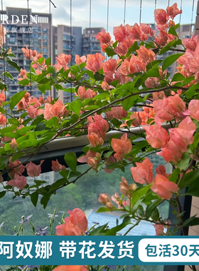 阿奴娜三角梅带花发货老桩爬藤植物绿植花卉盆栽勤花易养庭院阳台