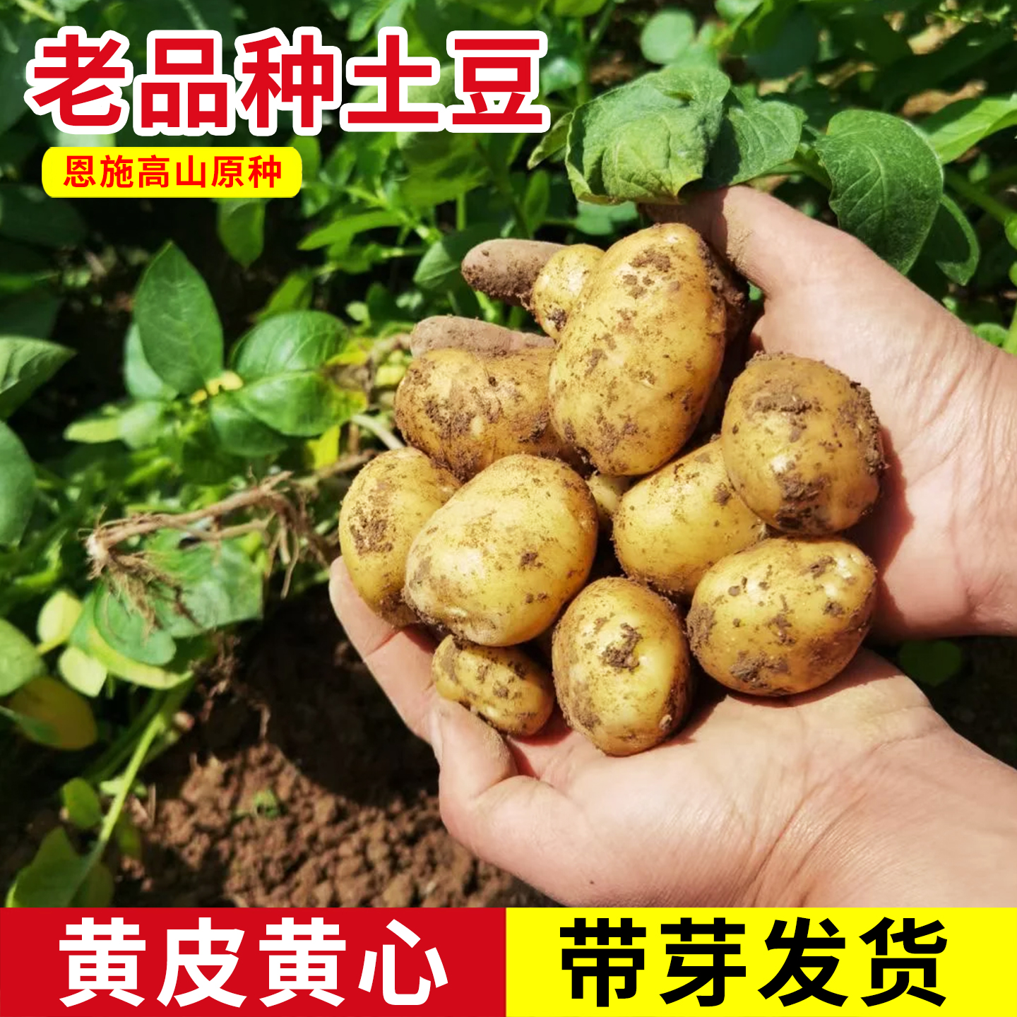 黄心土豆带芽原种种子马尔科恩施自留高山老品种地瓜马铃薯种孑子