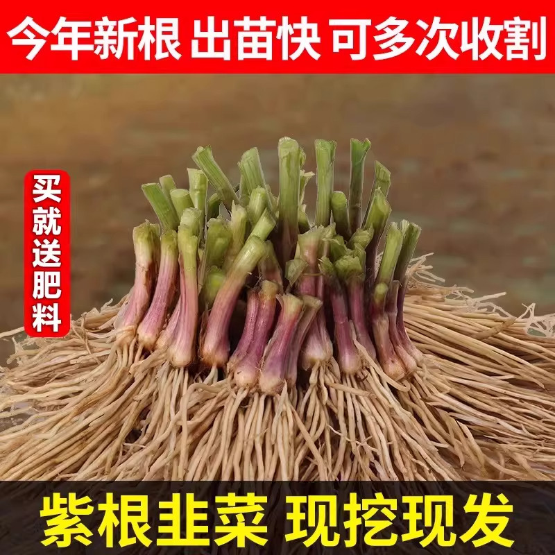 韭菜根苗现挖宽叶紫根韭菜苗紫红根四季阳台盆栽种菜籽绿色蔬菜苗