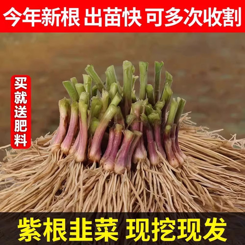 韭菜根苗现挖宽叶紫根韭菜苗紫根
