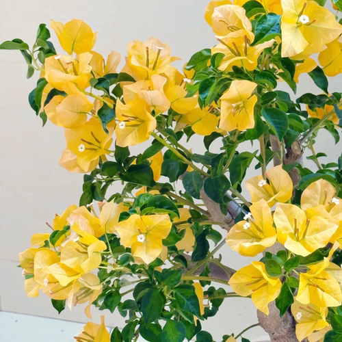 多色三角梅盆栽苗爬藤庭院老桩苗