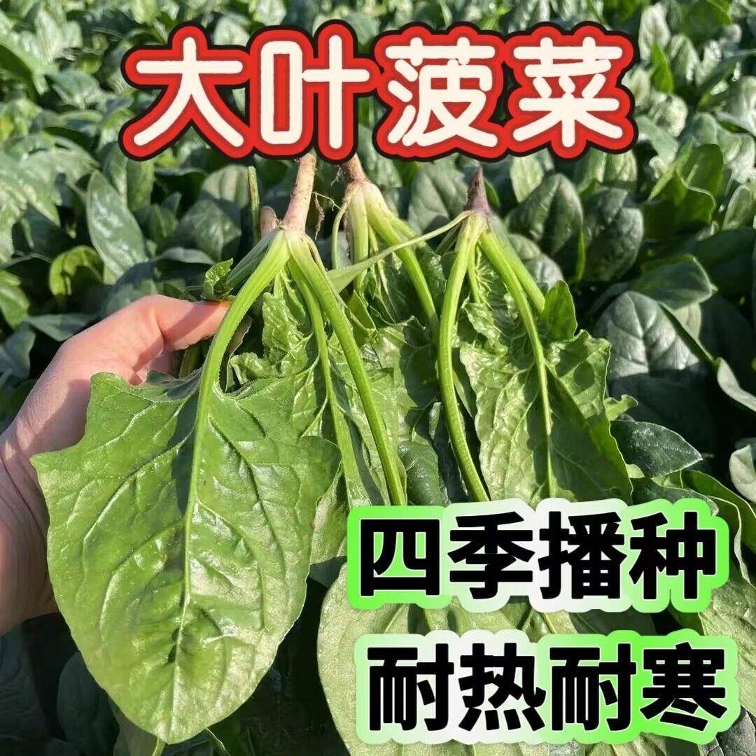 大叶菠菜种子四季易种原生态菠菜抗病耐热耐寒越蔬冬菜种子大全