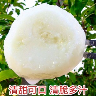 去皮马蹄荸荠新鲜大果开袋即食蔬菜水果新鲜现挖现发火锅食材馅料