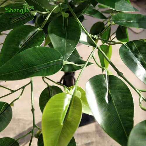 真榕半边造型假树楼部造售景仿装树饰过胶榕APP树叶仿真树厂家直