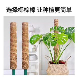 极速绿萝支撑杆立柱椰棕棒柱子龟背竹棕柱棒爬藤大型Y绿植物攀爬