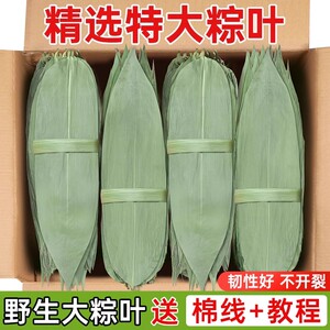 干粽叶特大号粽子叶免邮新鲜麻竹叶商家用箬叶批发包粽子材料送绳