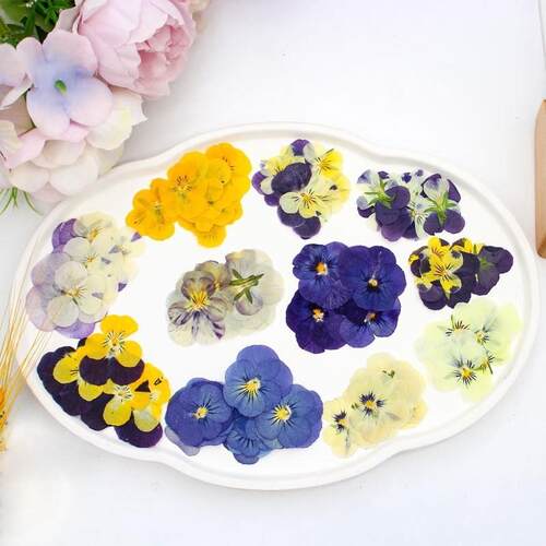 混装三色堇/角堇干花押花/压花材料包滴胶饰品美甲手机壳装饰