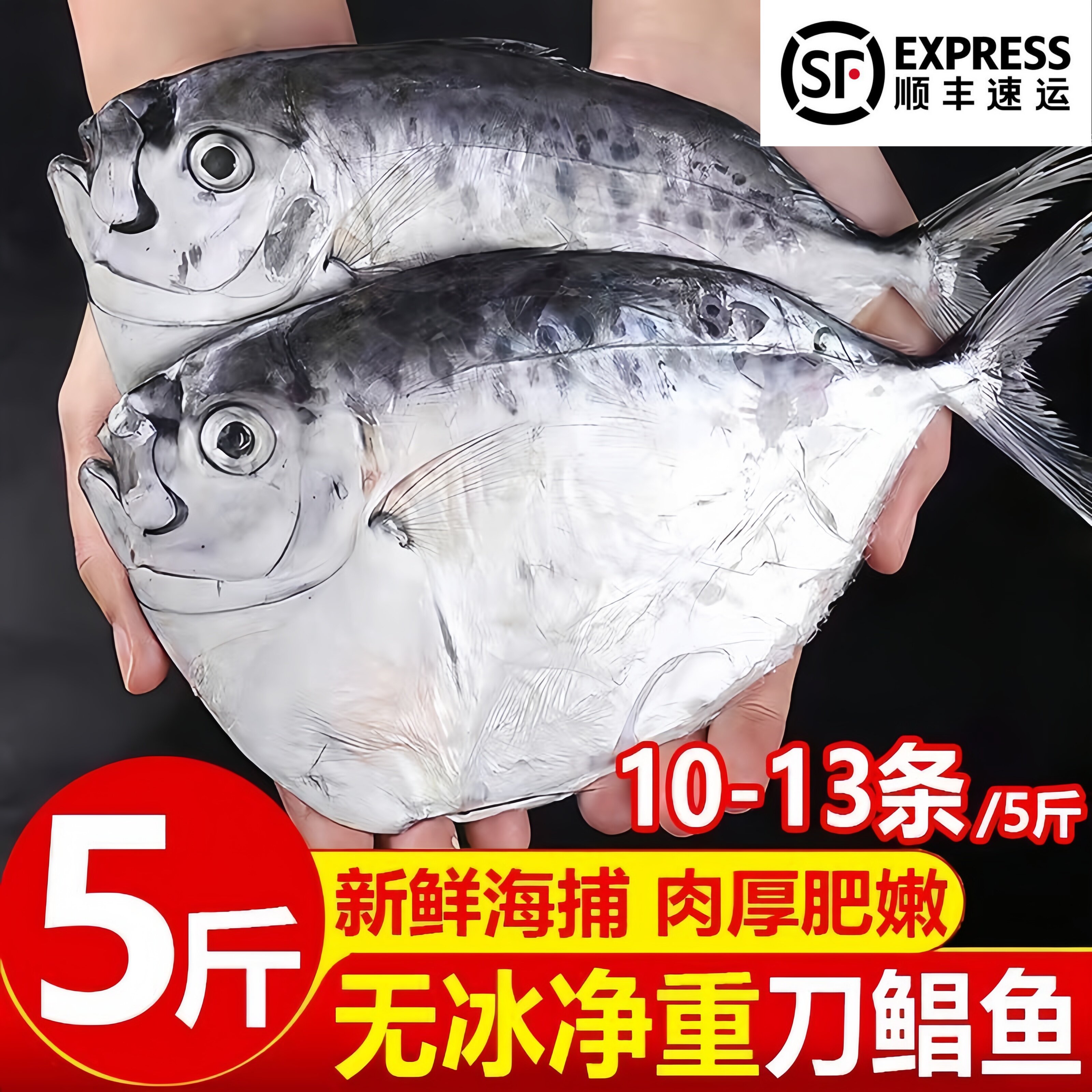 东海海捕新鲜冷冻整箱鲳鱼