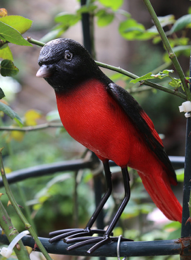 假鸟 仿真鸟 树脂小鸟装饰摆件仿真喜鹊雕塑 庭院装饰 花园摆件