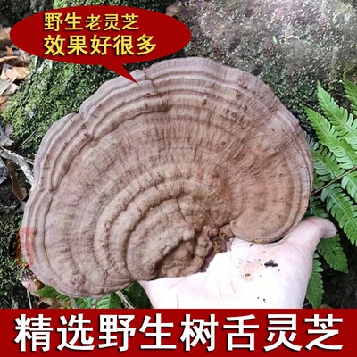 野生树舌平盖大灵芝山脉扁木林芝