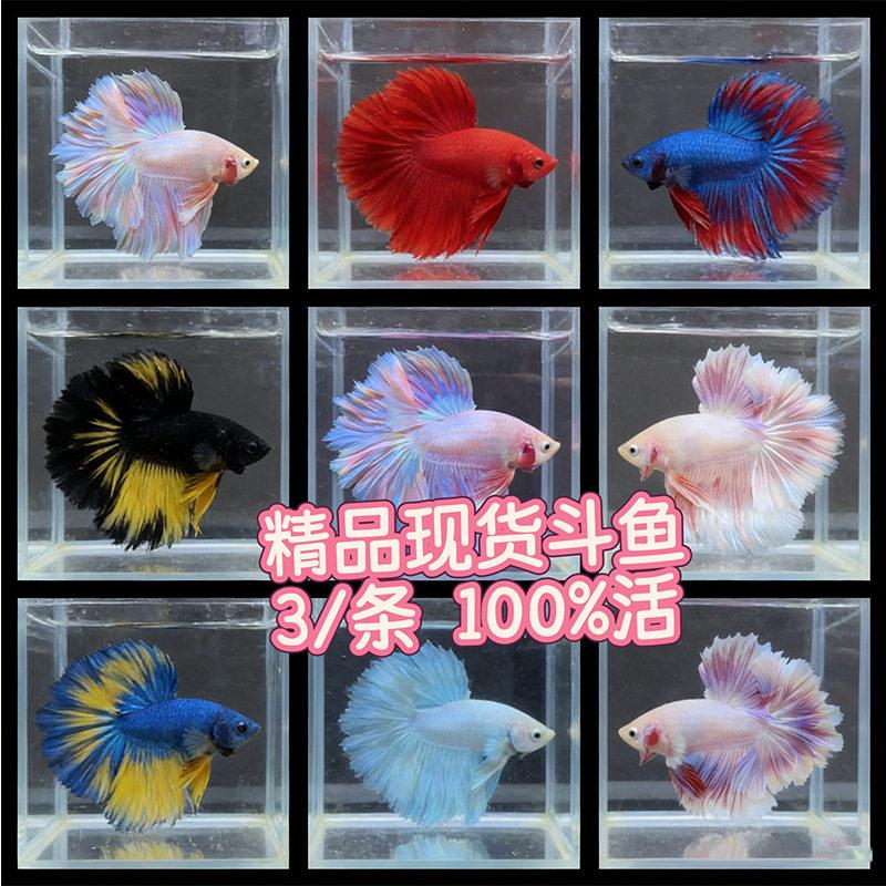 现货包活特殊尾泰国斗鱼半月混色狮王马尾将军摆摊