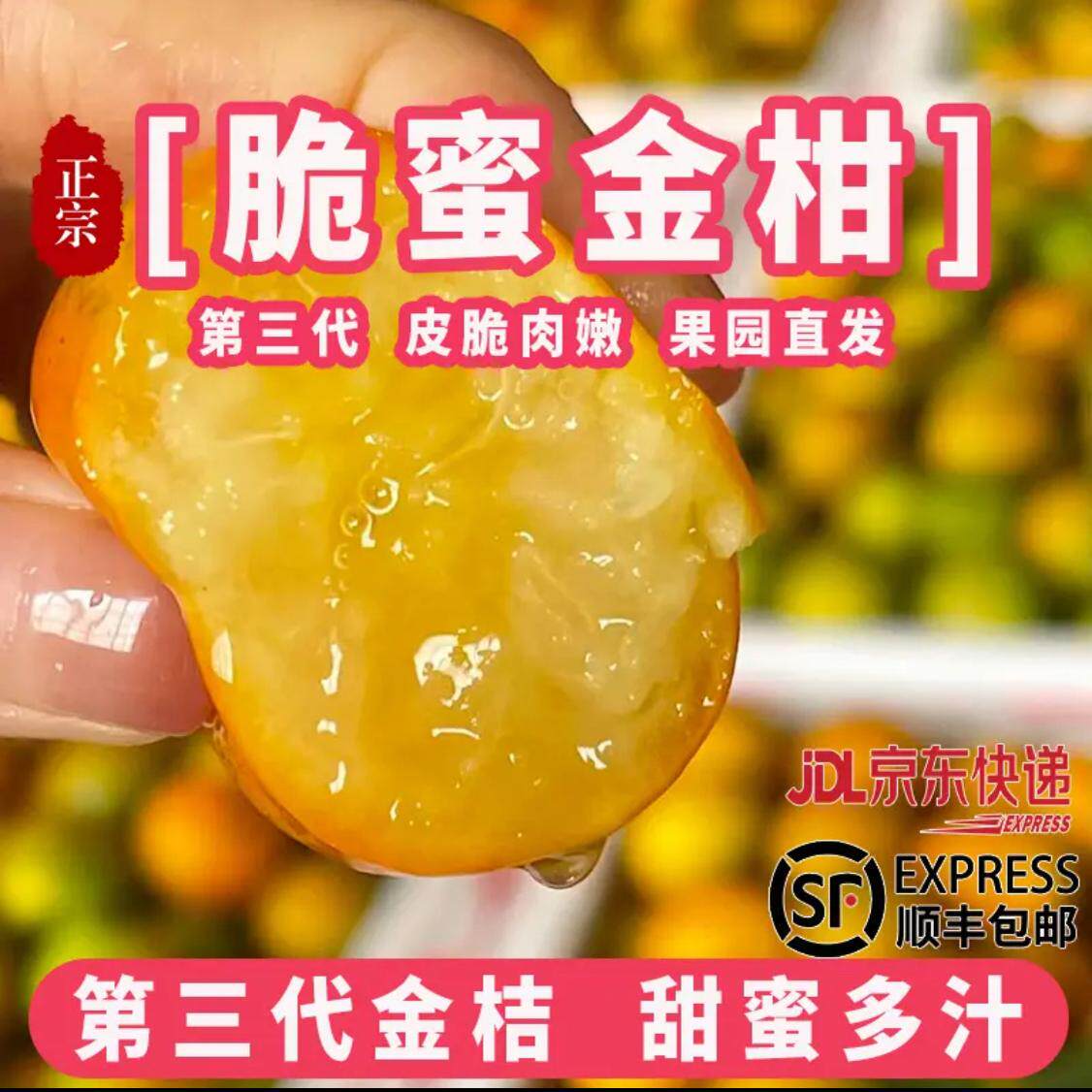 广西融安脆蜜金桔第三代金柑橘桔