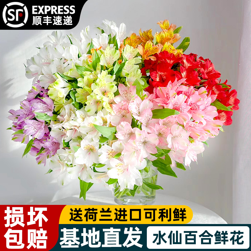 水仙百合六出花鲜花云南直发顺丰