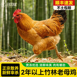 田园膳竹林土鸡大别山黄油老母鸡正宗农家散养走地鸡整只新鲜现杀