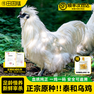 田园膳原种泰和乌鸡旗舰店正宗乌骨鸡农家散养走地鸡整只新鲜现杀