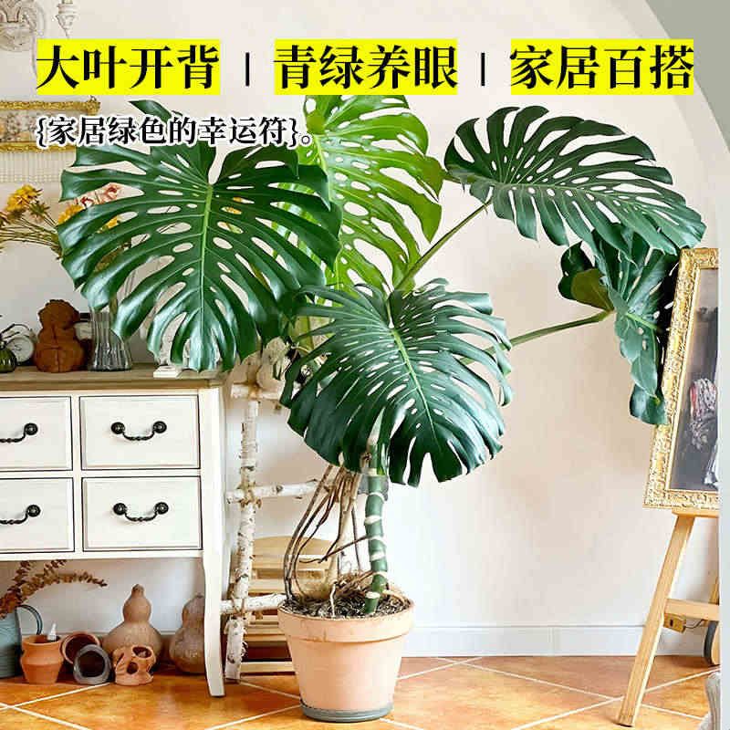 龟背竹客厅大盆栽老桩提根大叶绿植办公室内旺宅盆景吸甲醛绿植物图片