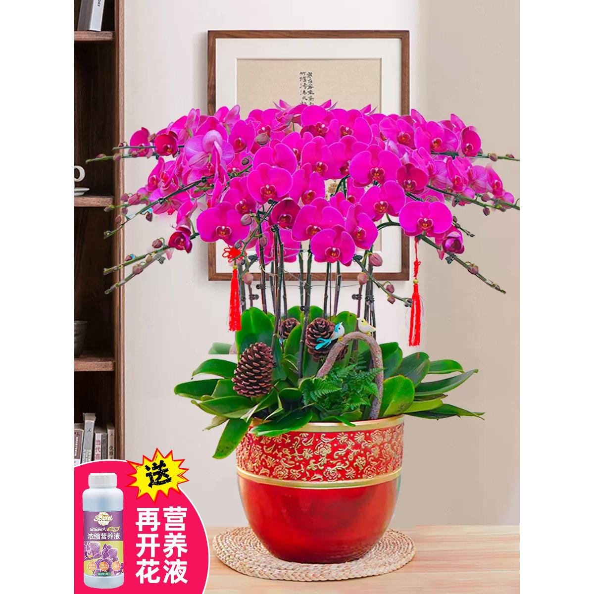 特级蝴蝶兰带花苞盆栽植物鲜花兰花节日乔迁送礼花卉上海同城配送