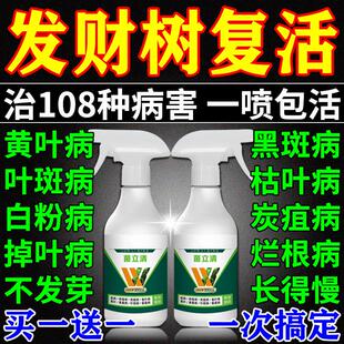 发财树复活液治叶子发黄叶枯叶烂根专用营养液促生根猛发芽活力素