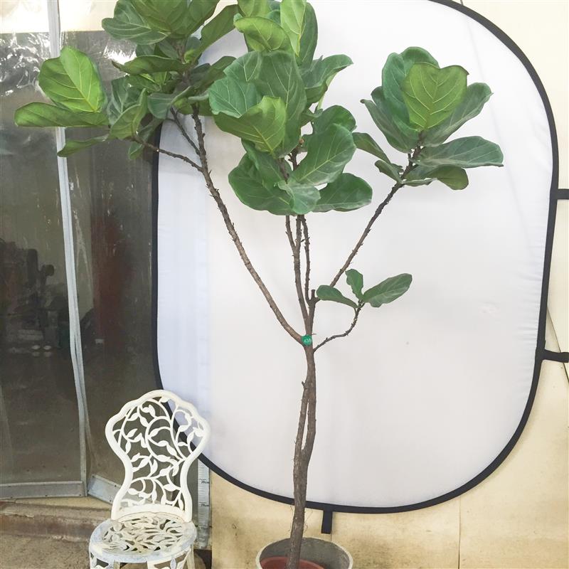 琴叶榕植物盆栽绿植盆景橡皮树室内花盆橡胶榕琴叶榕老桩观叶植物