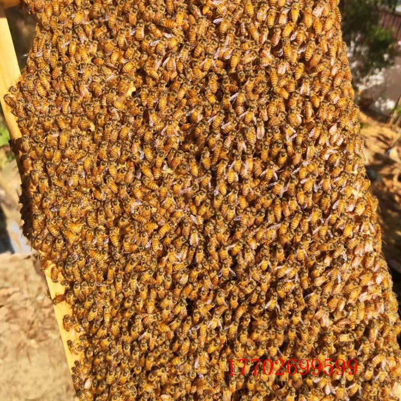 蜜蜂活群带王 中蜂蜂群 蜜蜂蜂群 中蜂双色蜂群 蜜蜂活群带王带箱