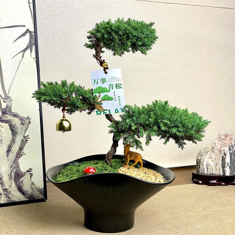 三层塔松盆栽造型松树盆景迎客松客厅植物办公室桌面小绿植青松树