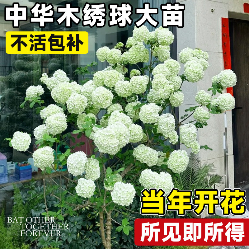 中华木绣球树苗老桩大花斗球欧洲木绣球大树盆栽室外庭院木本花苗图片