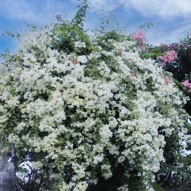 【白雪公主】三角梅四季开花勤花爬藤植物阳台庭院绿植观赏