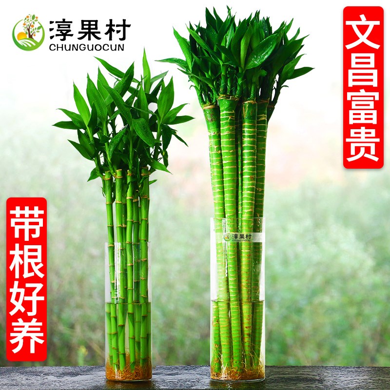 文昌竹4支金榜题名龙竹水培带根富贵竹植物客厅招财纯水培植物