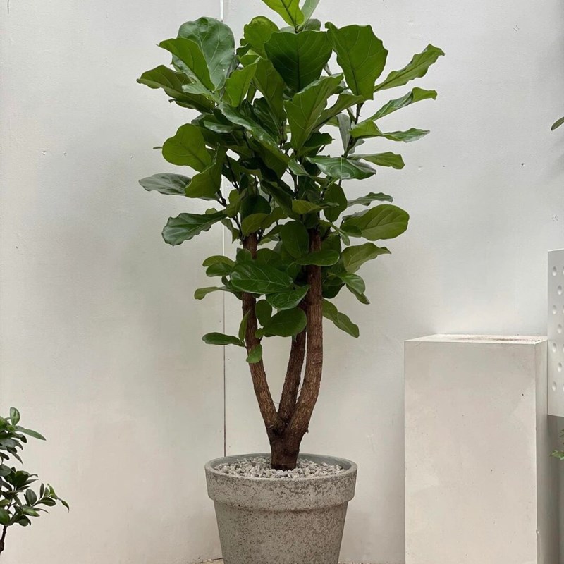 琴叶榕 橡皮树室内高档观叶植物超大绿植盆栽带瓷盆销售北京送货
