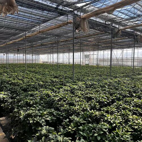 【B福利】 大叶高山杜鹃 木本花卉 耐寒耐热 庭院花园绿植盆栽