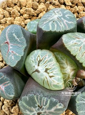 彩虹万象 纹路丰富多彩 玉露十二卷多肉植物绿植盆栽 一物一拍