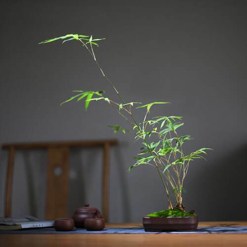 青龙竹红竹盆栽 适合新手养植的室内绿植 办公室客厅桌面摆件盆景