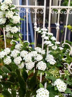 法式复古做旧铁艺长矛花架爬藤架栅栏围挡屏风阳台花园杂货园艺