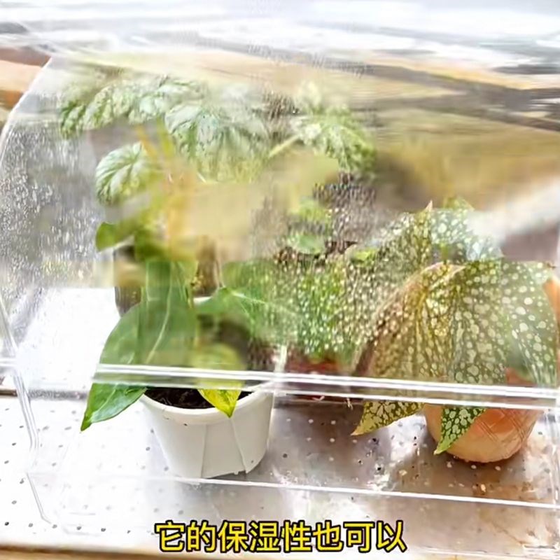 热植闷养箱植物闷养箱热带绿植育苗保温箱花卉扦插育苗盘保湿暖房