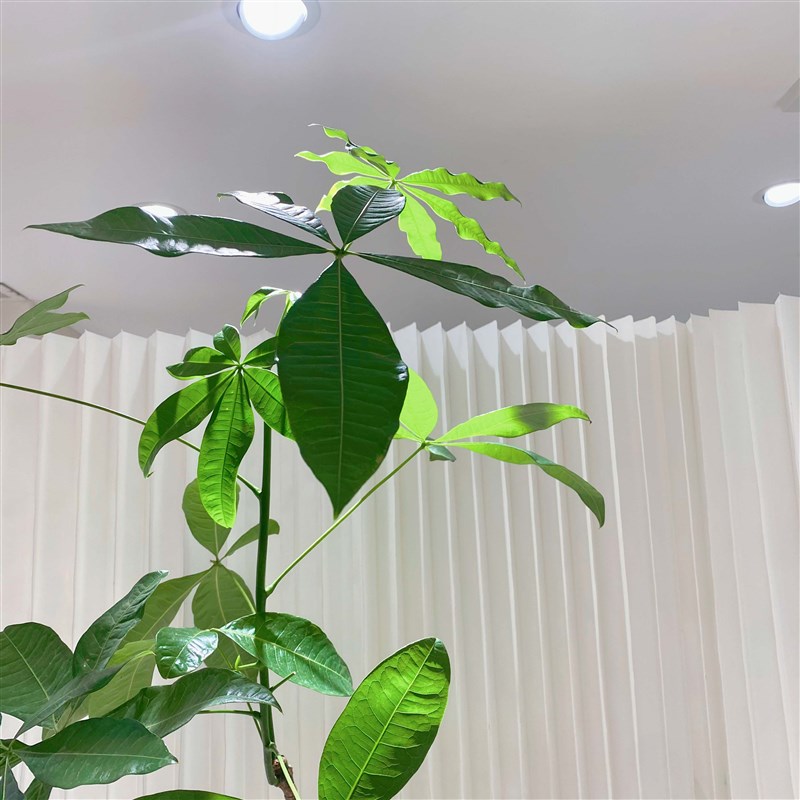 发财树小盆栽室内原生植物办公室桌面四季常青客厅养招财摆件绿植