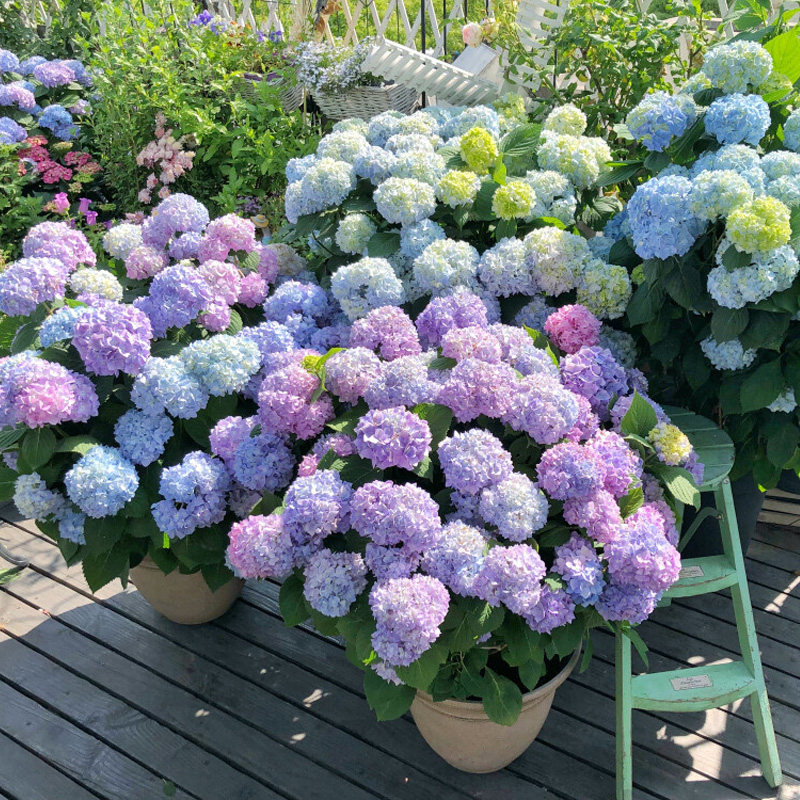 老桩无尽夏绣球花苗盆栽带花苞变色八仙花室内外庭院别墅花卉植物