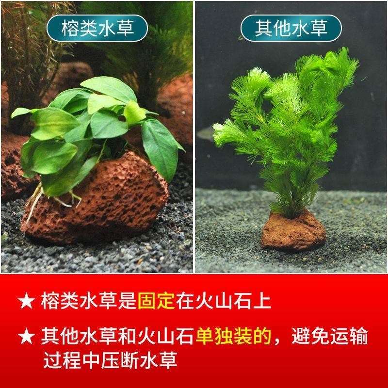 蜈蚣草火山石水草水榕鱼缸装饰造景观摆件躲避屋底砂海草真草植物