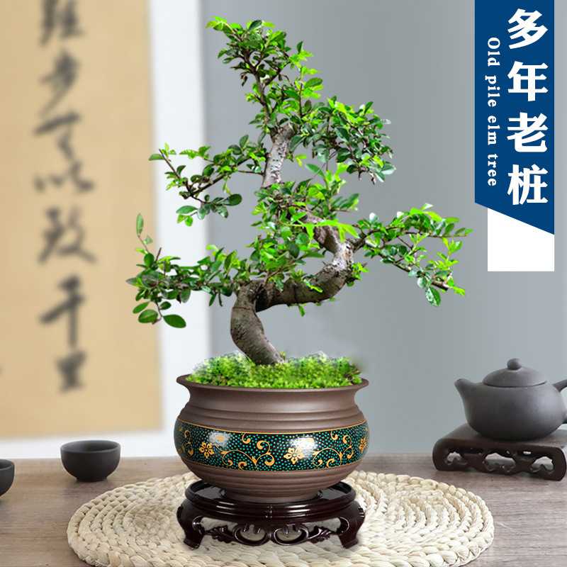 小叶榆树盆景老桩飘枝造型盆栽室内客厅阳台庭院绿植四季常青植物