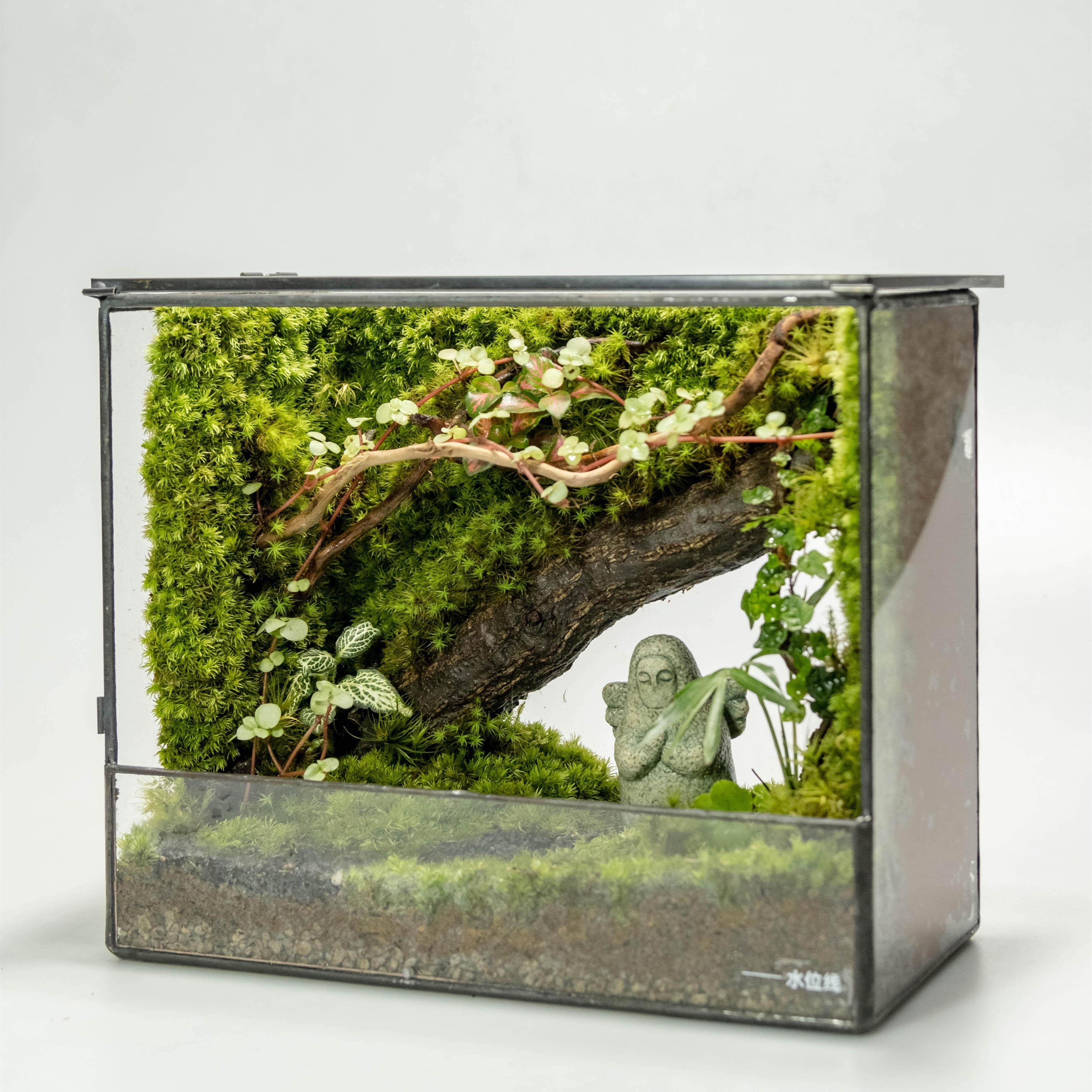 《Bamtri：Terrarium》塞尔达海利亚桌面苔藓微景观直角缸植物摆
