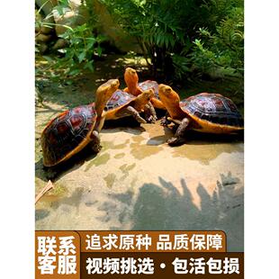 黄缘龟闭壳龟安缘幼龟活物龟苗宠物台缘幼苗安布纯种安徽闭合乌龟